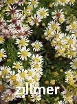 Aster ericoides 'Weisser Zwerg'