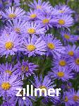 Aster frikartii x 'Grunder'