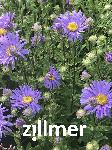 Aster linnaeus 'Blue Autumn'