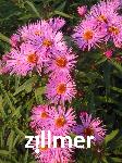 Aster novae-angliae 'Barr's Pink'