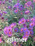 Aster novae-angliae 'Violetta'