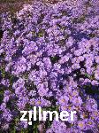 Aster novi-belgii 'Dauerblau'