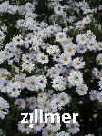 Aster novi-belgii 'Porzellan'