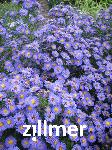 Aster novi-belgii 'Schoene von Dietlikon'
