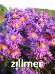 Aster novi-belgii 'Violetta'