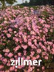 Aster pringlei 'Pink Star'