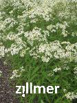 Aster umbellatus 'Weisser Schirm'