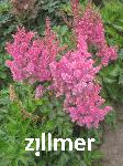 Astilbe 'Pink Little Vision' -S-