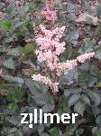 Astilbe 'Spotlight' -S-