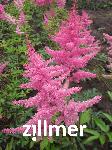 Astilbe arendsii x 'Anita Pfeifer'