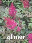 Astilbe arendsii x 'Augustleuchten'