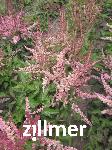 Astilbe chinensis 'Veronica Klose'