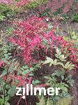 Astilbe thunbergii 'Rote Straussenfeder'