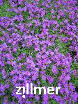 Aubrieta 'Hamburger Stadtpark'