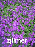 Aubrieta 'Sauerland'