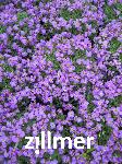 Aubrieta 'Tauricola'