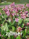 Bergenia cordifolia 'Oeschberg'