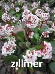 Bergenia cordifolia 'Silberlicht'