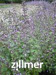 Calamintha menthifolia 'Gottfried Kuehn'