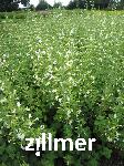 Calamintha menthifolia 'Menthe'