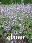 Calamintha nepeta 'Lila Riese'