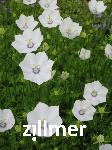 Campanula  'Jenny'