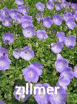 Campanula carp.v.turbinata 'Karl Foerster'