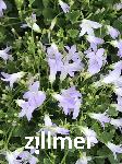 Campanula portenschlagiana 'Lieselotte'