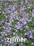 Campanula poscharskyana 'Blauranke'