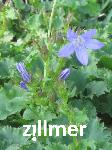 Campanula poscharskyana 'Fruehlingszauber'