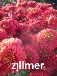 Chrysanthemum 'Brennpunkt'
