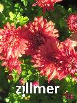 Chrysanthemum 'Fellbacher Wein'