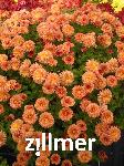 Chrysanthemum 'Herbstbrokat'