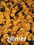 Chrysanthemum 'Kleiner Bernstein'