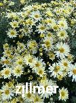 Chrysanthemum 'Lichtkuppel'