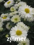 Chrysanthemum 'Poesie'