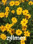 Coreopsis grandiflora 'Christchurch'