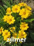 Coreopsis lanceolata 'Goldtaler'