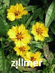 Coreopsis lanceolata 'Rotkehlchen'