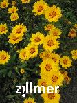 Coreopsis lanceolata 'Walter'