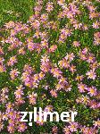 Coreopsis rosea 'American Dream'