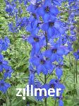 Delphinium elatum x 'Finsteraahorn'