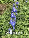 Delphinium elatum x 'Jubelruf'