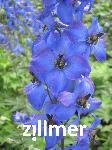 Delphinium elatum x 'Waldenburg'