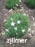 Dianthus gratianopolitanus 'La blanche Bourboule'