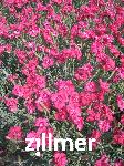 Dianthus gratianopolitanus 'Rotkaeppchen'