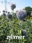 Echinops banaticus 'Blue Globe'