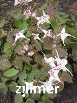 Epimedium grandiflorum 'Elfenkoenigin'