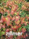 Epimedium rubrum x -1-
