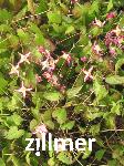 Epimedium rubrum x -2-